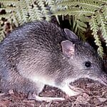 Can You Have A Pet Bandicoot? (Please Read)