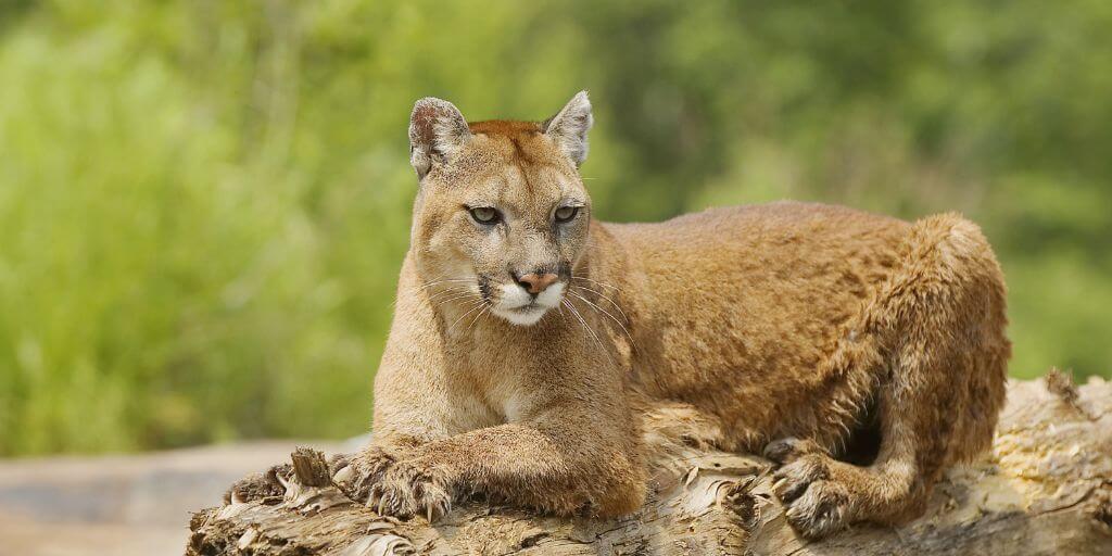 Cougar