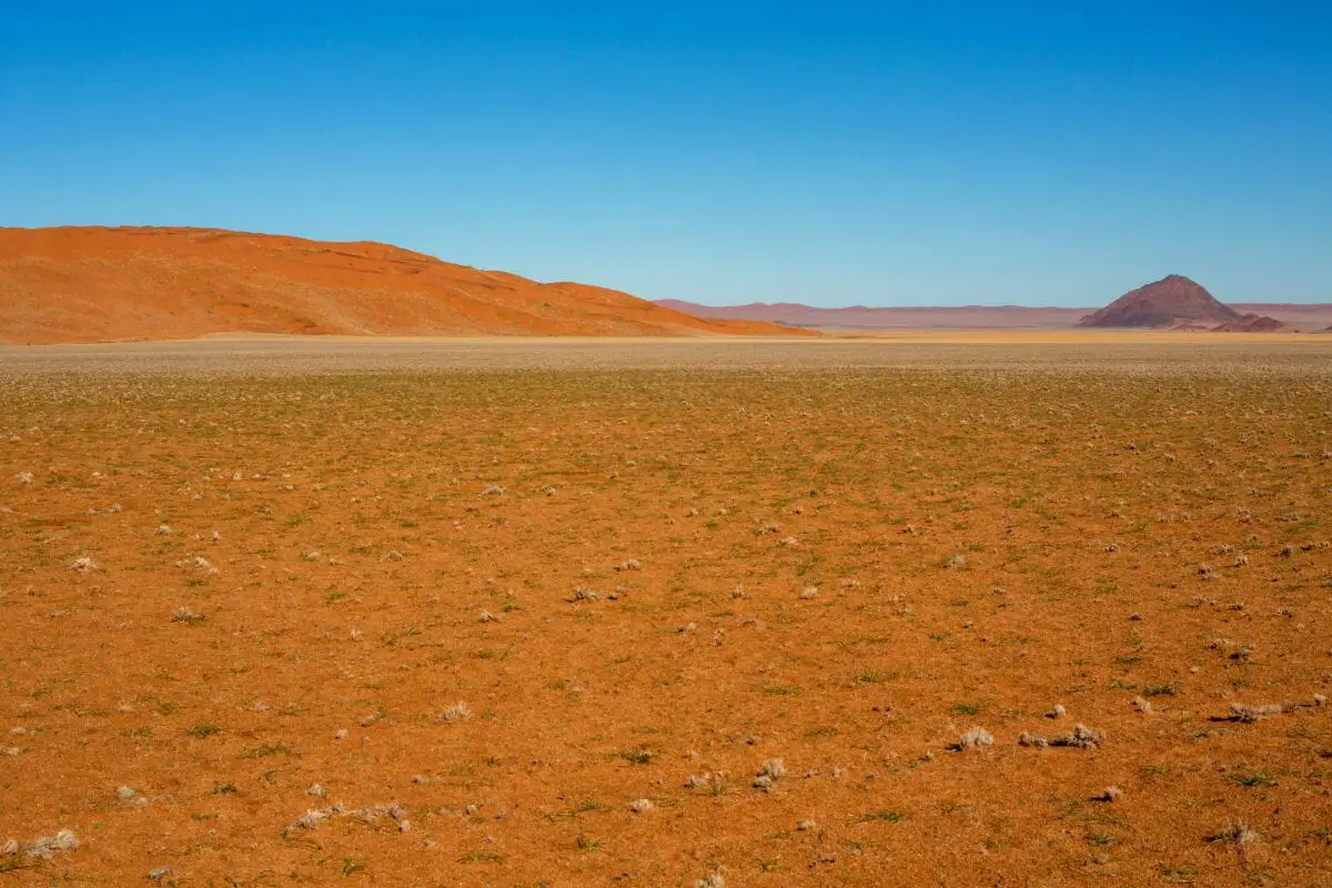 Desert Bandicoot Another Scar On Australia's Biodiversity (1)