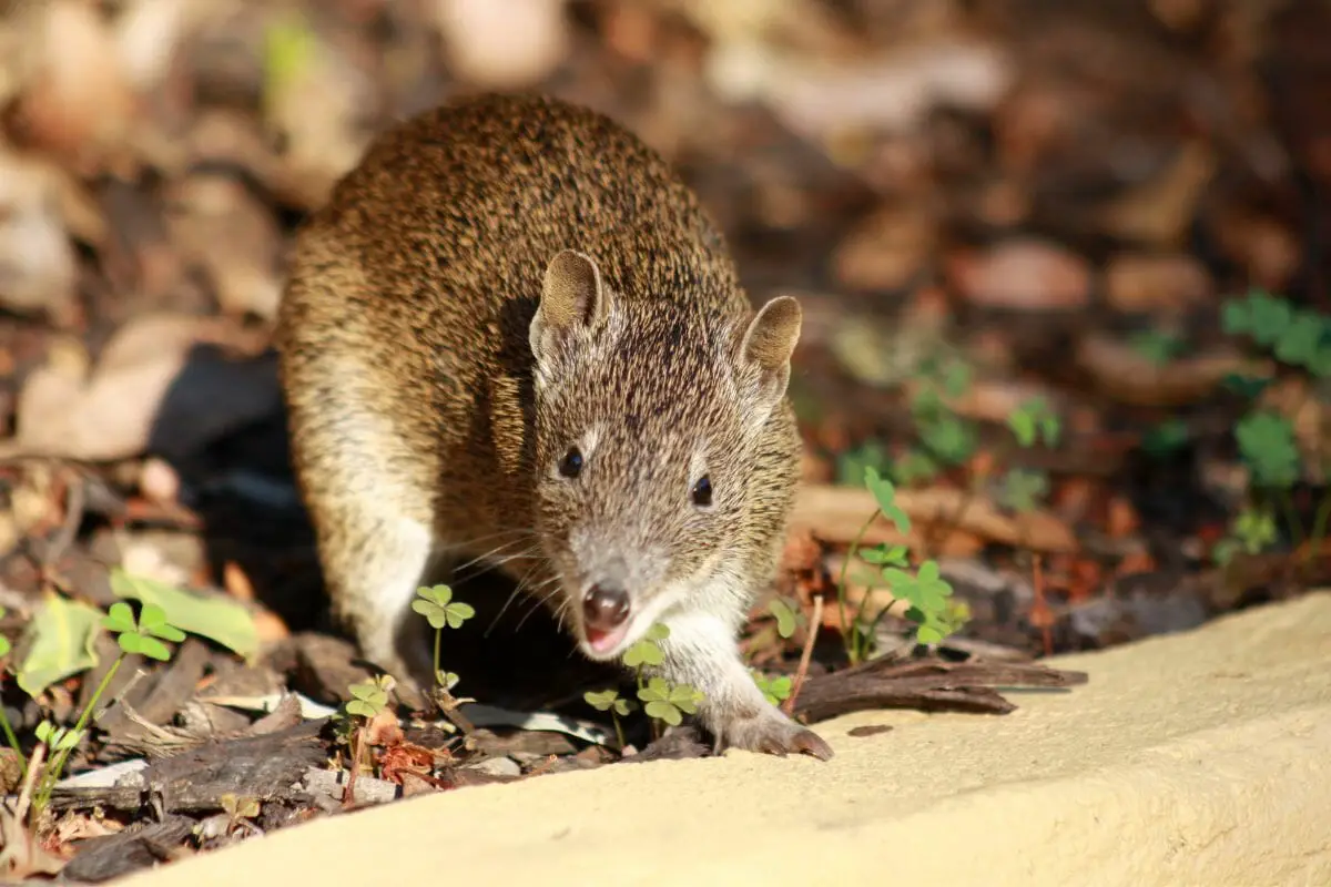 Do Bandicoots Carry Ticks (How To Deal With Them)