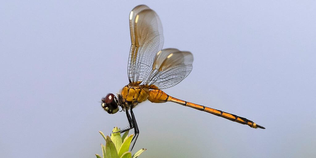 Dragonfly