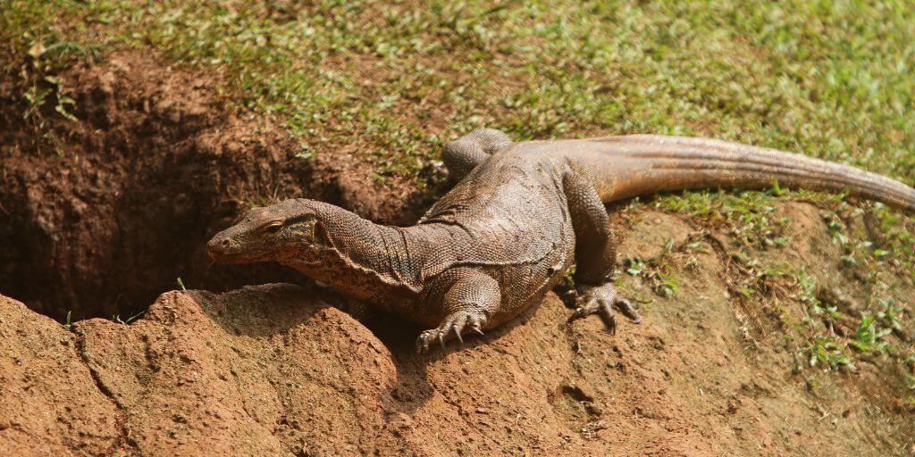 Earless Monitor Lizard