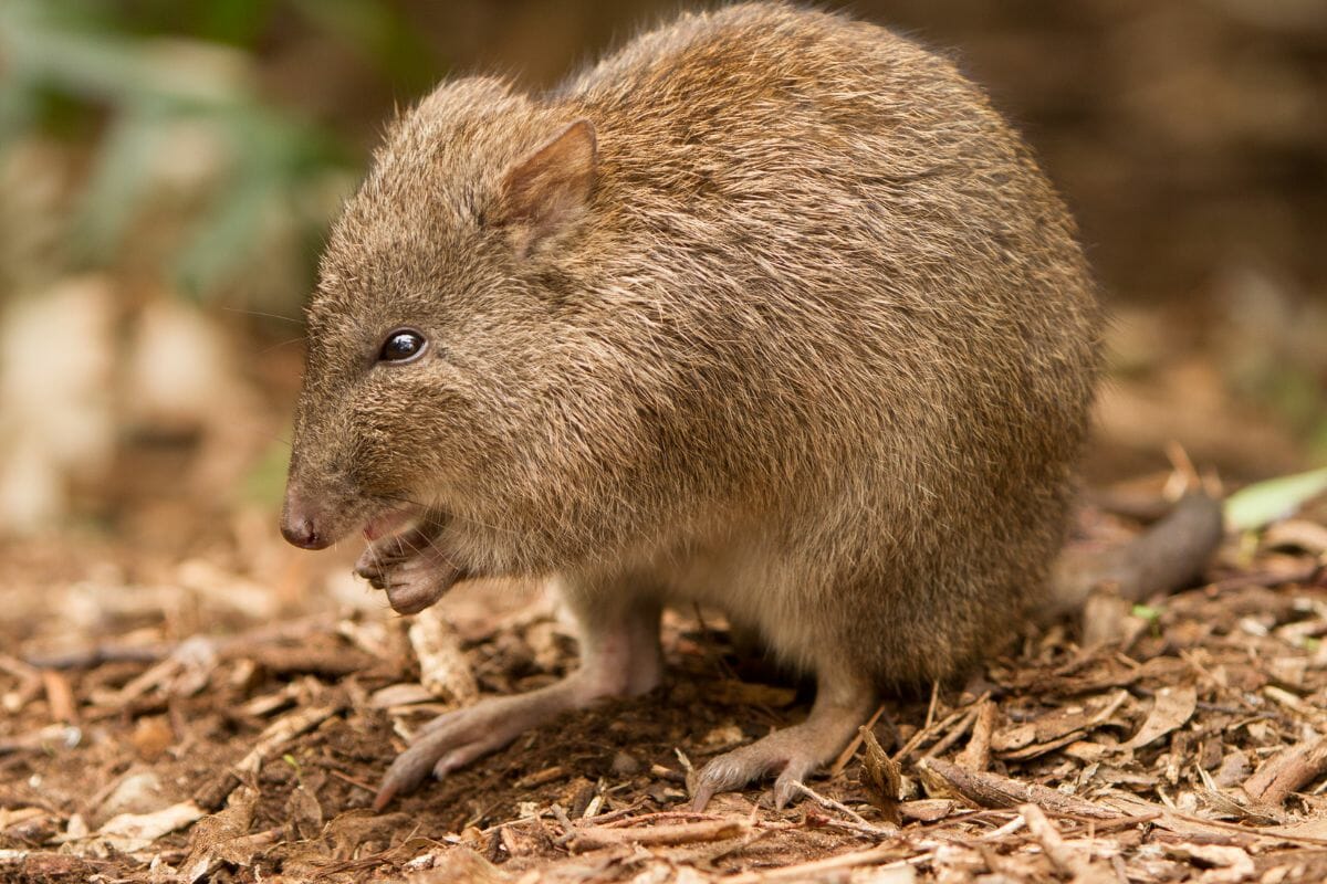 Gilbert’s Potoroo, The World’s Rarest Marsupial (Incredible Animal)