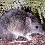 How Australia’s Eastern Barred Bandicoot Came Back From Extinction