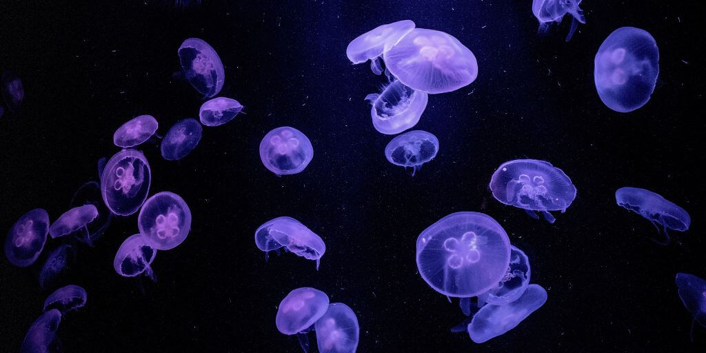 Jellyfish