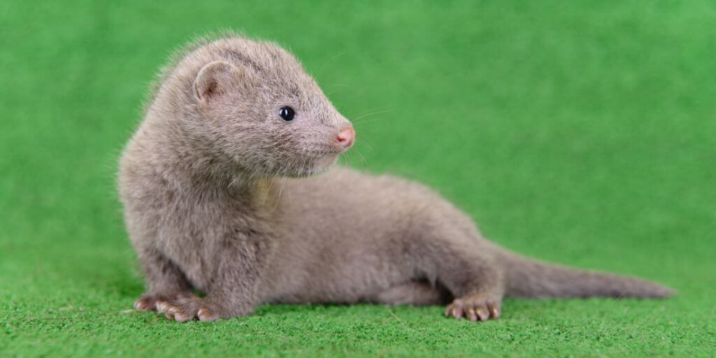 Minks