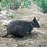 Monotremes And Marsupials, Do They Lay Eggs