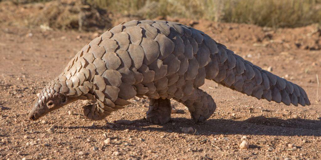 Pangolin