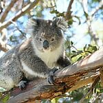 Quick Facts About Marsupials (Facts May Surprise You)