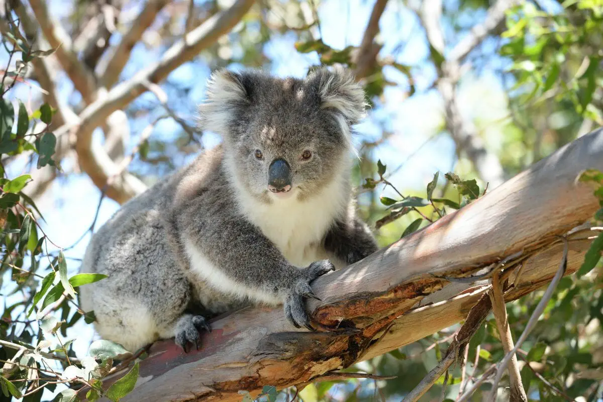 Quick Facts About Marsupials (Facts May Surprise You)