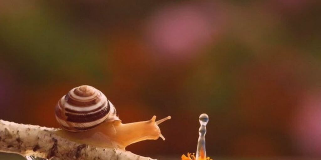 Snails