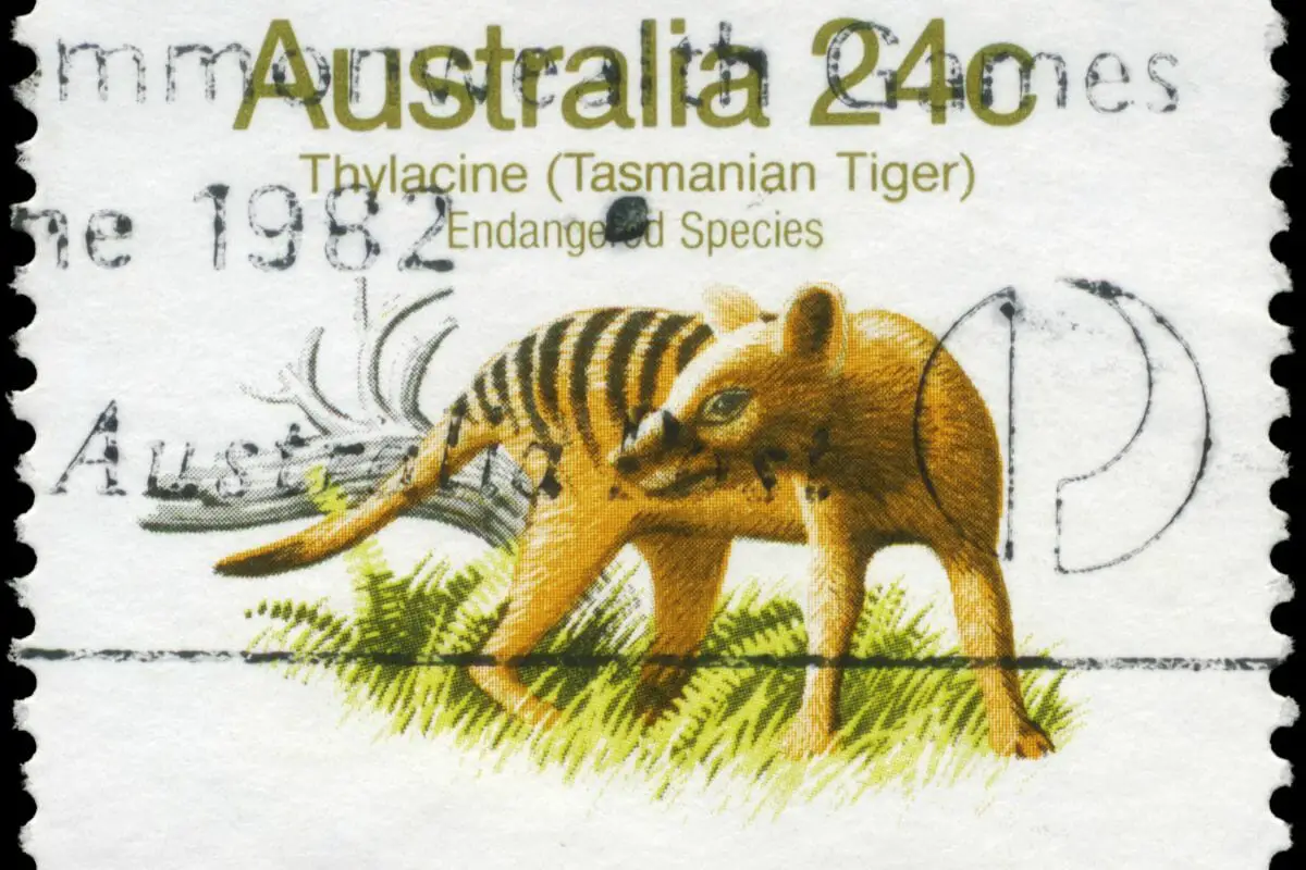 The Thylacine (Tasmanian Tiger) Became Extinct In The 1960s… Or Did It (1)