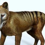 The Thylacine (Tasmanian Tiger) Became Extinct In The 1960s… Or Did It