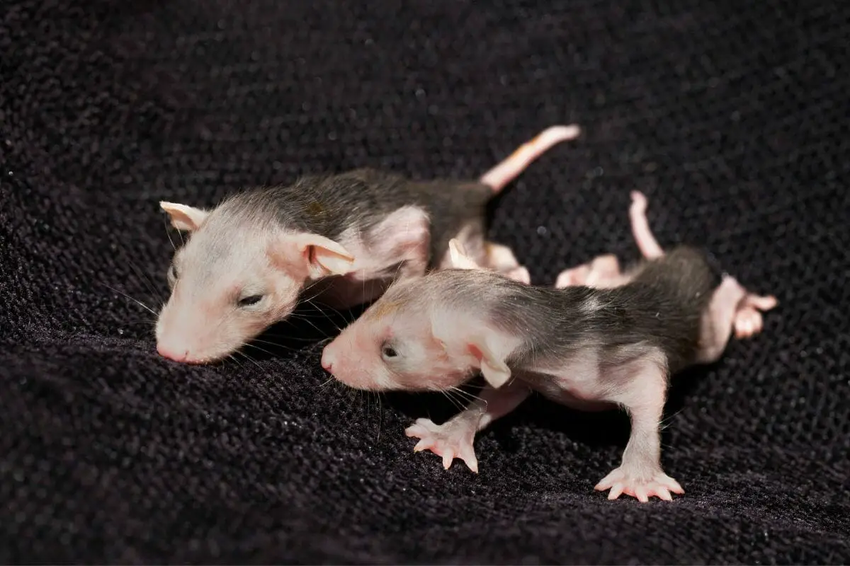 What Are Marsupial Babies Called? They're Incredibly Cute