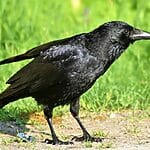 What’s The Difference Between A Raven And A Crow?