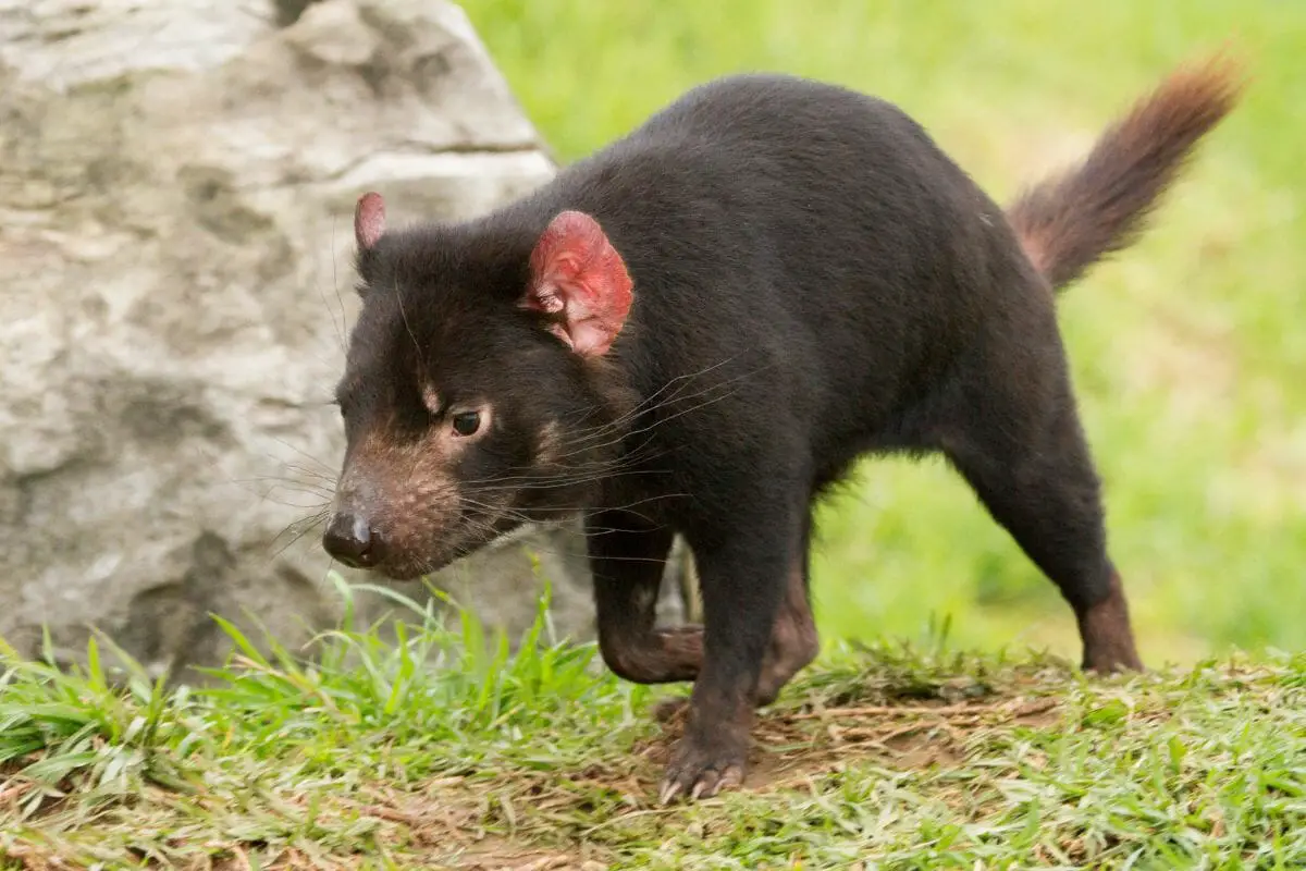 Where Did The Name Tasmanian Devil Come From? (The Truth Is In The Name)