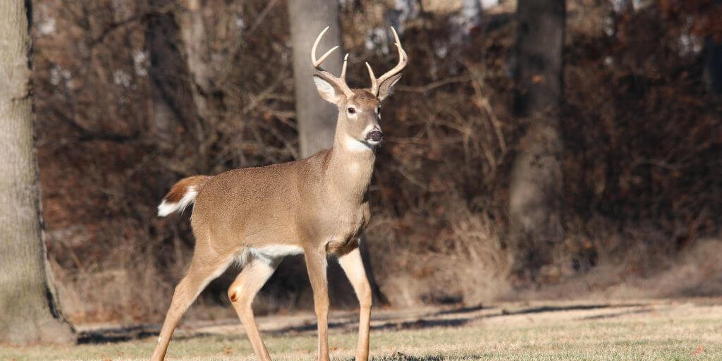 Whitetail Deer