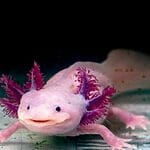 Why Are Axolotls Endangered?