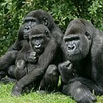 Why Are Gorillas Endangered?