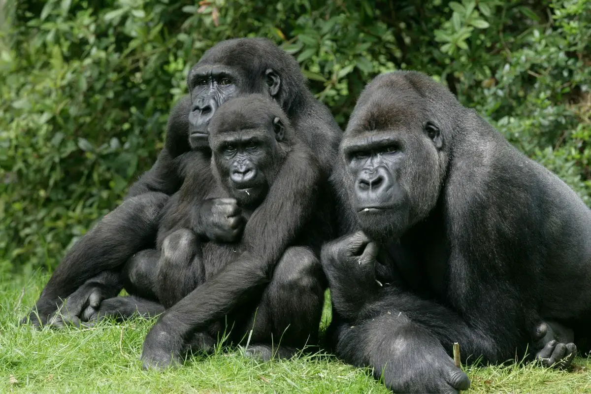 Why Are Gorillas Endangered? 
