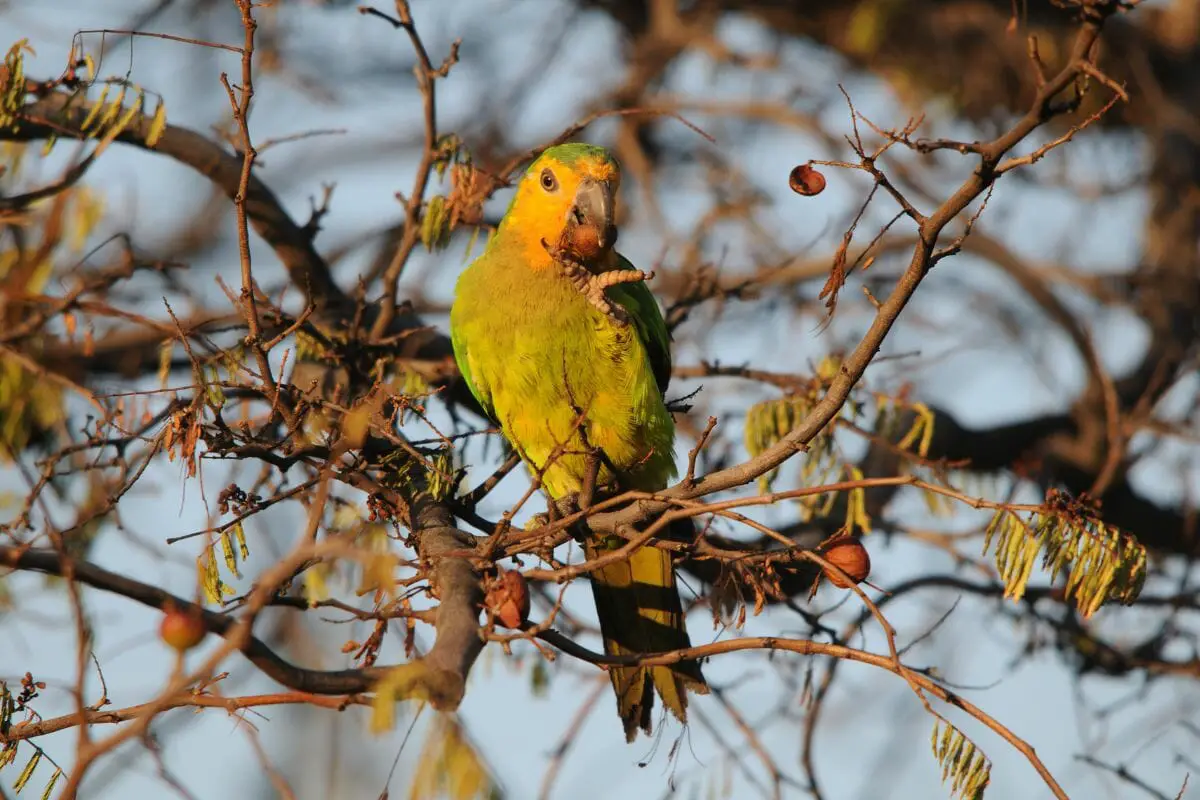 Yellow-Headed Parrot