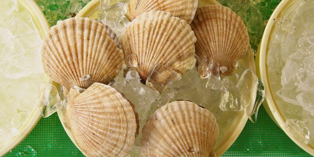 Yesso Scallop