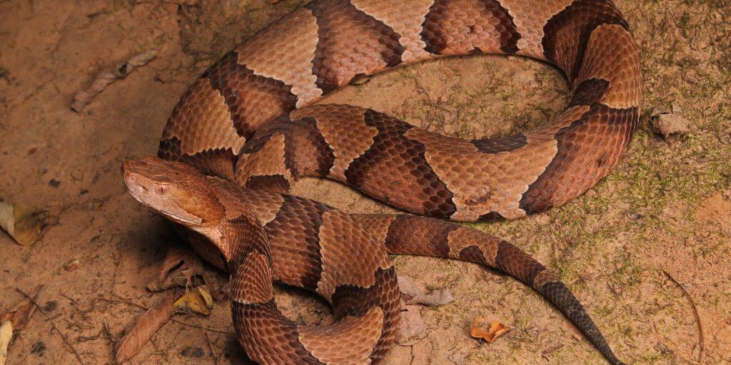 copperhead
