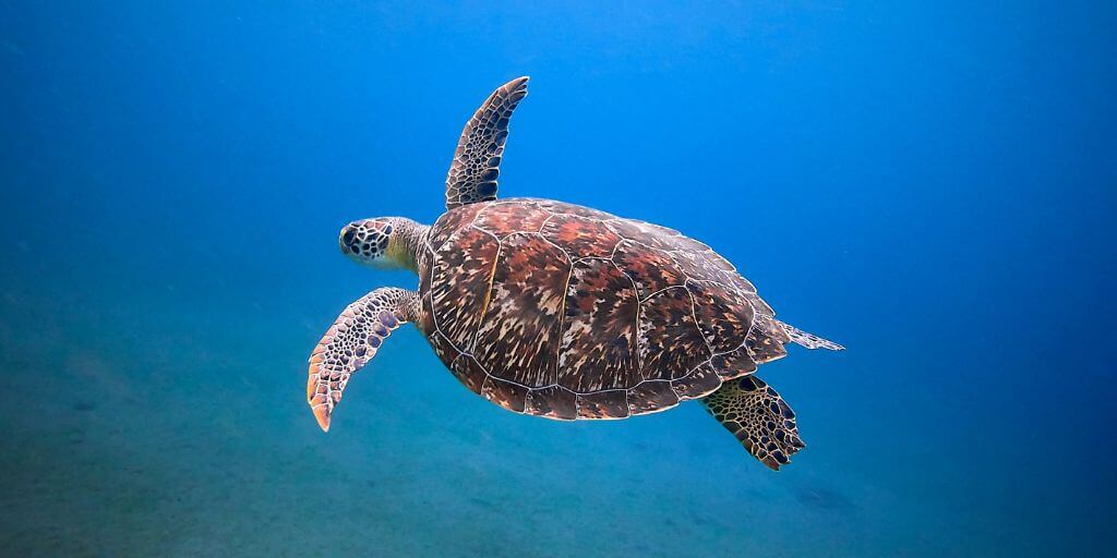 sea turtle