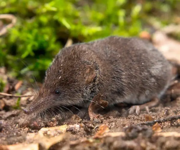 animals that start with x moles 