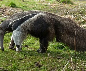 ant eater - animals that start with x