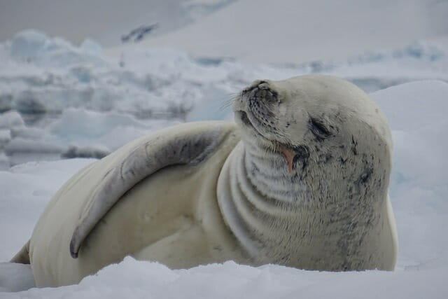 seal, Antarctica, nature