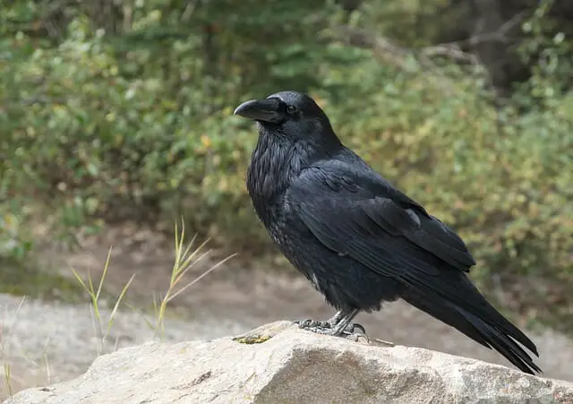 raven, bird, rock