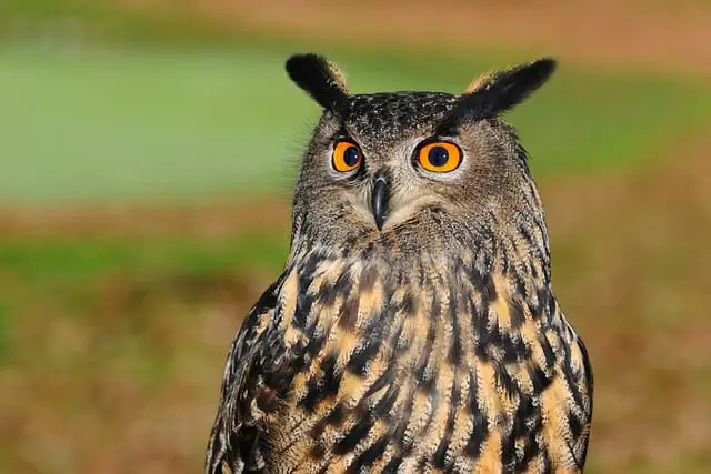 Indian Eagle Owl, birds that start with I