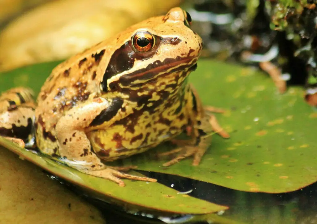 leapord frogs, animals that start with L
