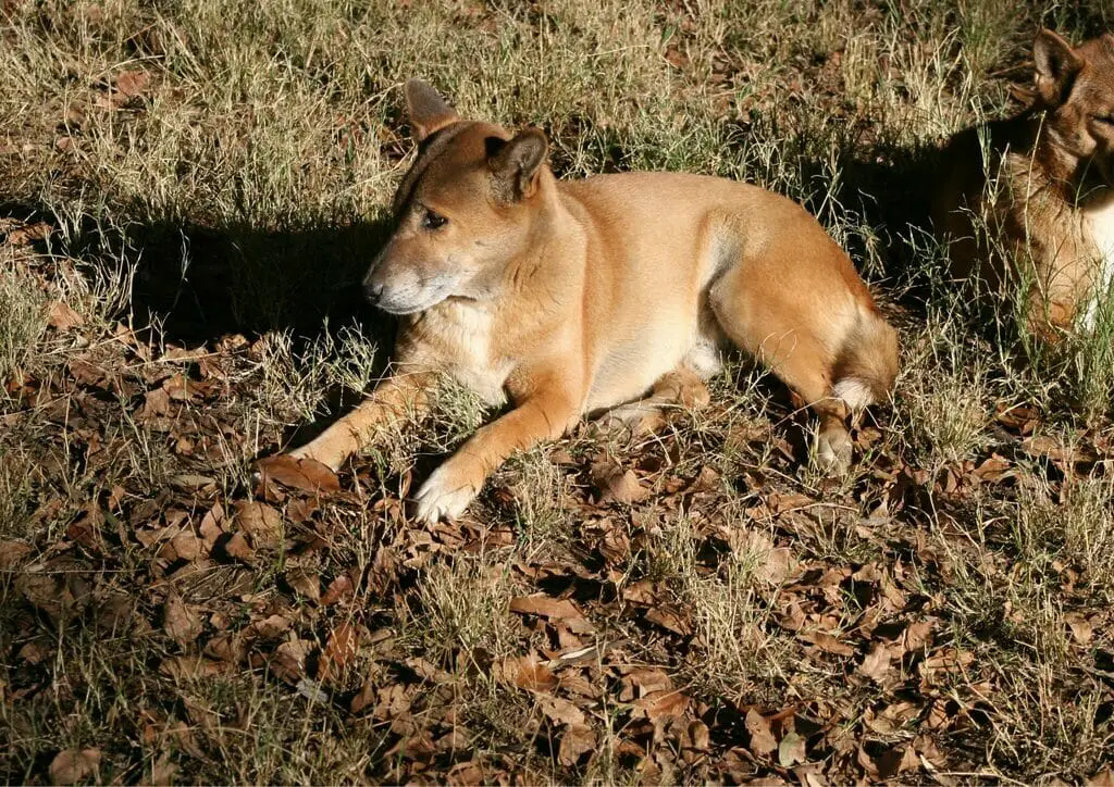 New guinea singing dog, animals that start with N.
