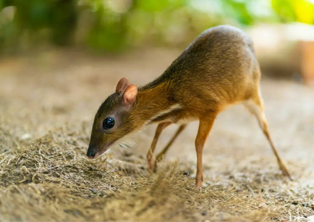 Greater mouse deer , animals that start with N