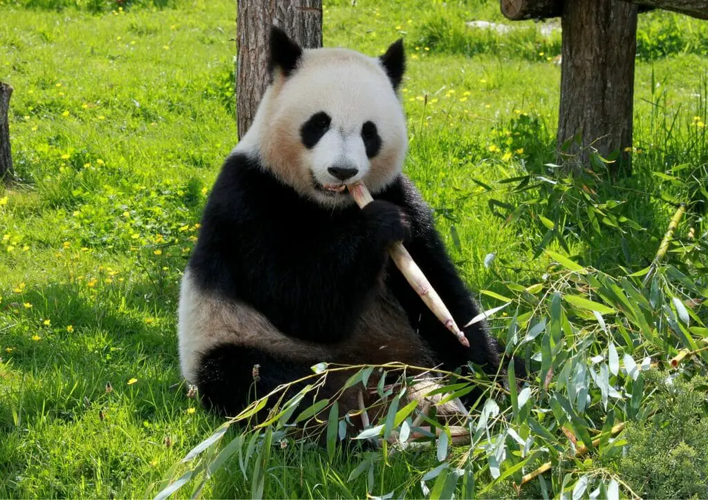 Qinling pandas, animals that start with Q