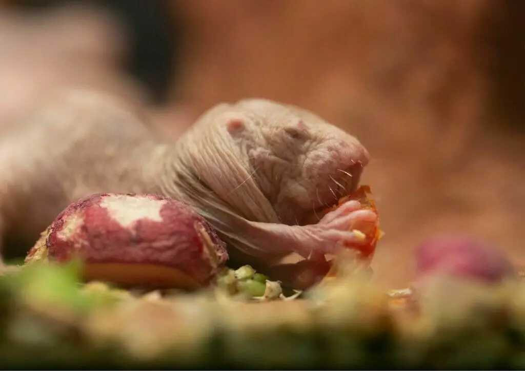 naked mole rat, animals that start with N