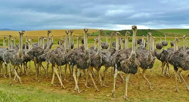 ostriches, birds, ostrich. animals that start with O