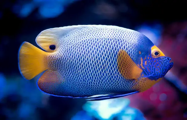 Oscar fish, animals that start with O.