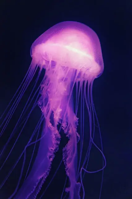 phone wallpaper, jellyfish, medusa