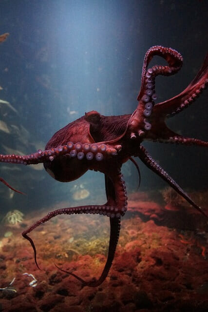 Octopus, animals that start with O, Octopoda