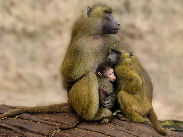 Olive baboons, animals that start with O