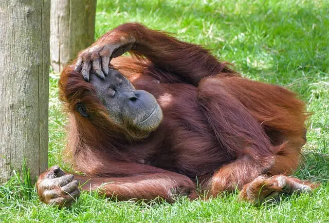 Orangutans, monkeys,  animals that start with O. 