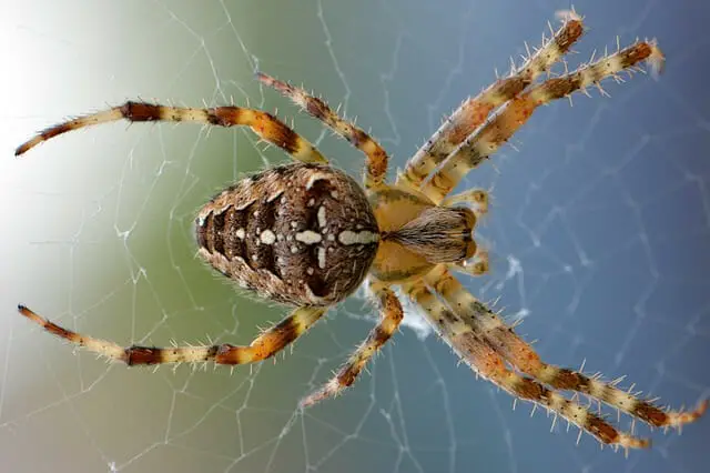 Orb Weavers, spiders, animals that start with O