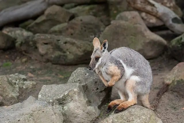 Pygmy rock-wallaby or the little rock-wallaby, Nabarlek