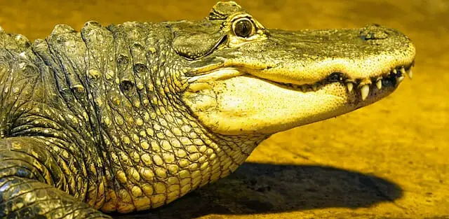 crocodile, reptile, animal