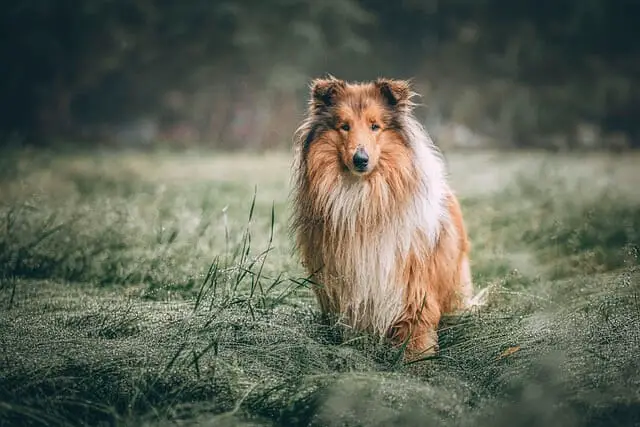 rough collie, dog, meadow