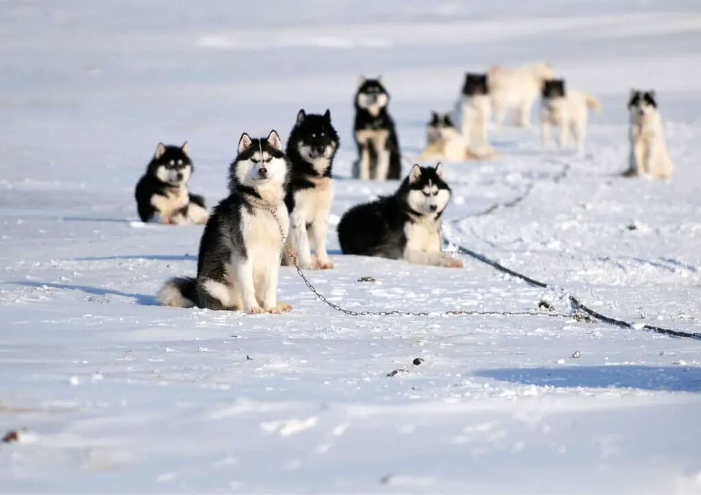 Northern Inuit Dogs, animals that start with N.