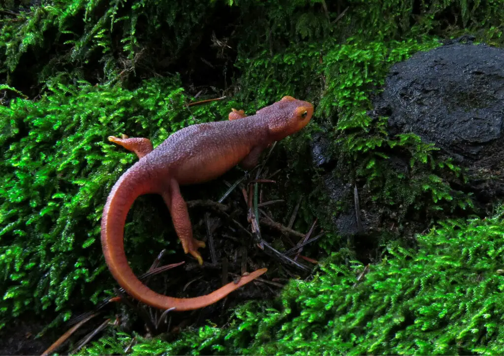 Newts, animals that start with N